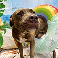 adopt a pet