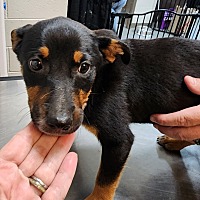 adopt a pet