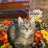 adopt a pet