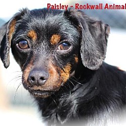 Thumbnail photo of Paisley #1