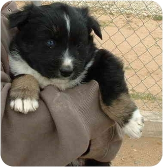 australian shepherd puppies for sale southern california oreo adopted puppy southern california ca australian australian shepherd puppies for sale southern california oreo adopted puppy southern california ca australian