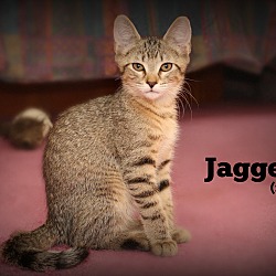 Thumbnail photo of Jagger #1