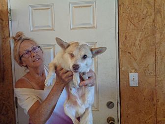 Adopt A Pet | PetSmart Charities