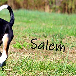 Thumbnail photo of Salem~adopted! #1