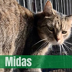 Thumbnail photo of Midas #1