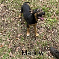 Photo of Marlow
