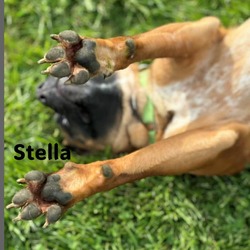 Thumbnail photo of Stella #3