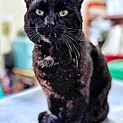 Adopt A Pet :: Luka - Locust Grove, GA