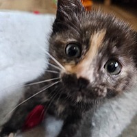 adopt-pet