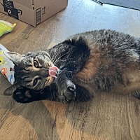 adopt a pet