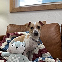 adopt a pet