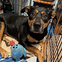 adopt a pet