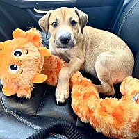 adopt a pet