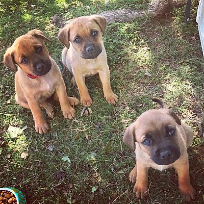 Black mouth cur sales adoption