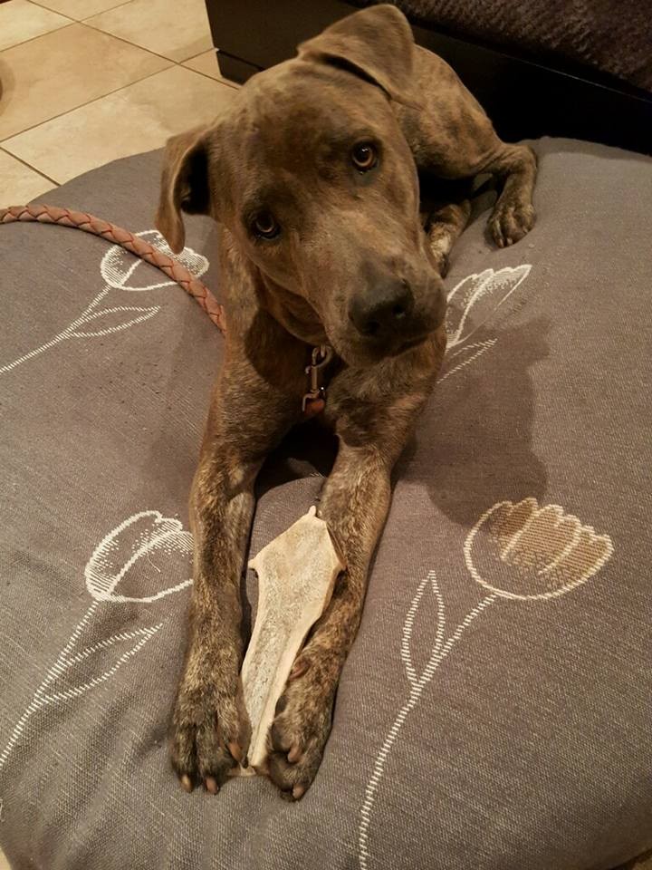 Miami Fl Weimaraner Meet Simba 305 439 6957 A Pet For Adoption