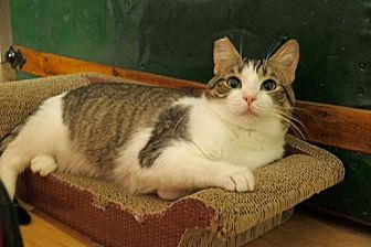Adopt A Pet Petsmart Charities