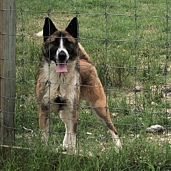 Photo of Dingo