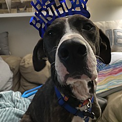 Great Dane Puppies For Sale In Dayton Ohio Adoptapet Com