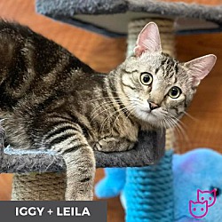 Thumbnail photo of Iggy (bonded with Leila) #3