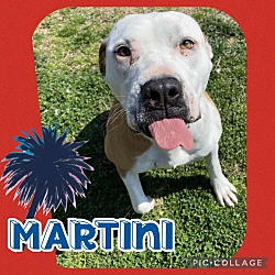 Photo of Martini