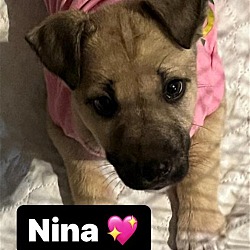 Photo of Nina