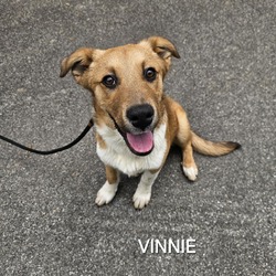 Thumbnail photo of Vinnie #1