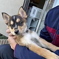adopt a pet