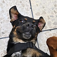 adopt a pet