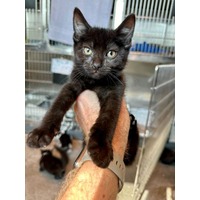 adopt-pet
