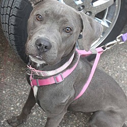 Thumbnail photo of Candy-Adopted! #1