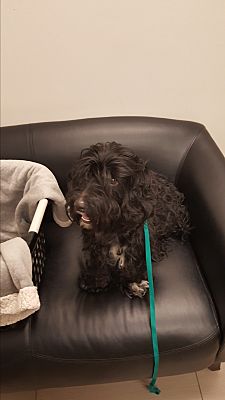 Mesa Az Cockapoo Meet Cynder A Pet For Adoption