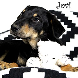 Thumbnail photo of Jovi~adopted! #2