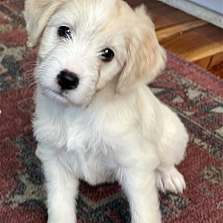 Photo of Nova