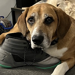 Photo of Moose