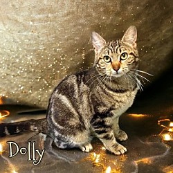 Photo of Dolly 123673