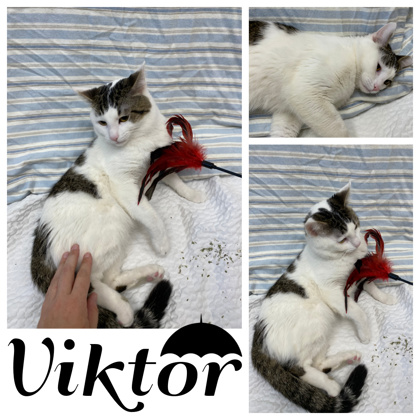 Photo of Viktor