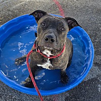 adopt a pet