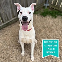 adopt a pet