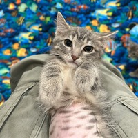adopt a pet