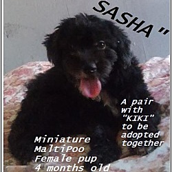 Thumbnail photo of Sasha (in adoption process) #1