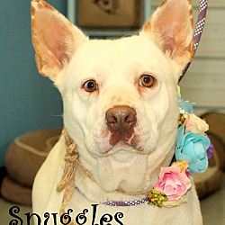 Thumbnail photo of Snuggles~adopted! #1