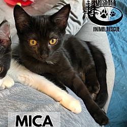 Photo of Mica