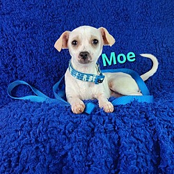 Photo of Moe (Fee $300)