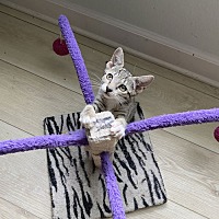adopt a pet