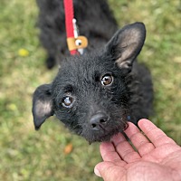 adopt-pet