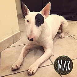 Photo of Maximus