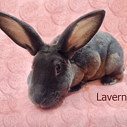 Thumbnail photo of Laverne #2