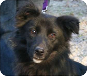 Belleville Mi Norwegian Elkhound Meet Teddy Pending A Pet For Adoption