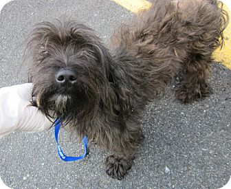 Oak Ridge Nj Scottie Scottish Terrier Meet Zyrtec A Pet For Adoption