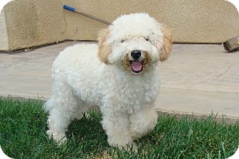 mini poodle terrier mix